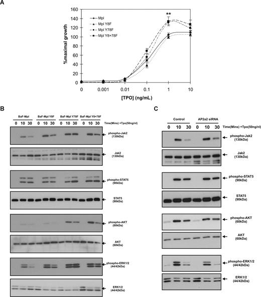 Figure 4. The Y78F mutation leads to increased Tpo-mediated proliferation and signaling. (A) MTT proliferation assays were performed on c-Mpl wild-type–, Y8F-, Y78F-, and Y8+78F-expressing cells. Data points represent the mean of 3 independent experiments using 3 different c-Mpl–expressing clones (**P < .01). Error bars represent SE. (B) Levels of phosphorylated Jak2, STAT5, AKT, and ERK1/2 in response to 50 ng/mL Tpo were determined by Western blot analyses. (C) Tpo-stimulated activation of Jak2, STAT5, AKT, and ERK1/2 in wild-type c-Mpl–expressing cells treated with control or AP2α2 siRNA. Data are representative of 3 independent experiments.