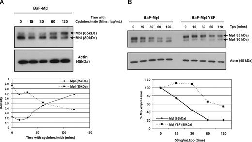 Figure 5. Cytoplasmic Y8 is important in Tpo-induced c-Mpl degradation. (A) Wild-type c-Mpl–expressing cells were treated for increasing periods of time with 1 μg/mL cycloheximide to inhibit the synthesis of new protein. The bottom panel represents densitometry of the 2 different forms of c-Mpl compared with actin. The data are representative of 2 independent experiments. (B) Wild-type and c-Mpl Y8F–expressing cells were pretreated with 1 μg/mL cycloheximide for 60 minutes before stimulation with Tpo (50 ng/mL) for increasing periods of time. Degradation of the mature 85-kDa form of c-Mpl was determined by Western blot and density compared with unstimulated cells. The data are representative of 4 independent experiments.