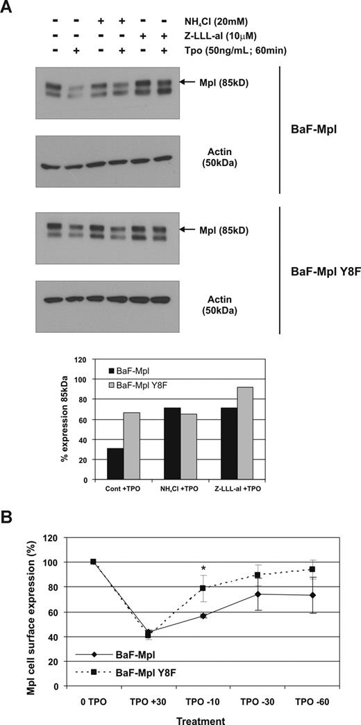 Figure 6. The Y8F mutation inhibits lysosome targeting of c-Mpl. (A) Cells expressing wild-type or c-Mpl Y8F were pretreated with cycloheximide for 30 minutes with or without lysosome or proteasome inhibitors for an additional 30 minutes before Tpo stimulation for 60 minutes. Receptor expression was determined by Western blot and degradation was quantified by comparing the density of cells with or without Tpo. The data represent 3 independent experiments. (B) Flow cytometry for surface c-Mpl expression of wild-type and c-Mpl Y8F–expressing cell lines after Tpo stimulation, followed by Tpo removal. The data represent mean of 3 independent experiments. Error bars represent SD.