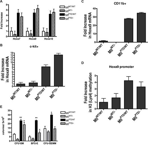 Figure 1. Phenotypic characterization of the Mll PTD/− mice. (A) Increased HoxA gene expression in MllPTD/− E17.5 FLC. Using real-time RT-PCR, Hoxa7, Hoxa9, and Hoxa10 were shown to be overexpressed in E17.5 FLC from MllPTD/− and MllPTD/WT embryos compared with both MllWT/− and MllWT/WT littermate controls. Error bars show standard deviation. Equivalent numbers of (B) c-kit+ and (C) CD11b+ FLC were sorted with more than 95% purity from MllWT/WT, MllWT/−, MllPTD/WT, and MllPTD/− E17.5 embryos. Using real-time RT-PCR, increases in Hoxa9 were measured in MllPTD/WT and MllPTD/− cells but not in MllWT/WT and MllWT/− cells. Error bars show standard deviation. (D) ChIP experiments using an anti-H3 dimethylated antibody showed increases in the levels of H3 (Lys4) methylation at the Hoxa9 promoter in both MllPTD/WT and MllPTD/− FLC compared with MllWT/WT and MllWT/− controls. Error bars show standard deviation. (E) E17.5 fetal liver hematopoietic progenitor populations were assessed using CFU assays. MllPTD/WT mice showed increases in CFU-GM, BFU-E, and CFU-GEMM compared with MllWT/WT, while MllPTD/− mice showed increases in CFU-GM and BFU-E compared with MllWT/WT. Notably, MllPTD/− mice showed substantially lower increases in BFU-E compared with MllPTD/WT mice. Error bars represent standard error of the means. *P < .05, **P < .01.