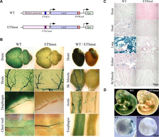 Figure 1. LacZ staining of whole organs from Hprt-Robo4-lacZ mice. (A) Schematic of the wild-type (WT) and ETSmut Hprt-targeted alleles. The 3-kb human ROBO4 promoter with or without the mutation in ETS(1) site, LacZ cDNA and SV40 polyadenylation signal (pA) in the upstream of the Hprt gene are indicated. (B) Organs were harvested from F2 wild-type (WT) or ETSmut Hprt-targeted mice, and processed for whole-mount staining with X-Gal. (C) Sections were prepared from organs of WT or ETSmut mice and stained with X-Gal. A scale bar is indicated in the bottom right panel. (D) Whole-mount E10 embryos (top panel) or day 10 embryoid bodies (bottom panels) from WT and ETSmut Hprt-targeted mice or ES clones were stained with X-Gal, respectively.