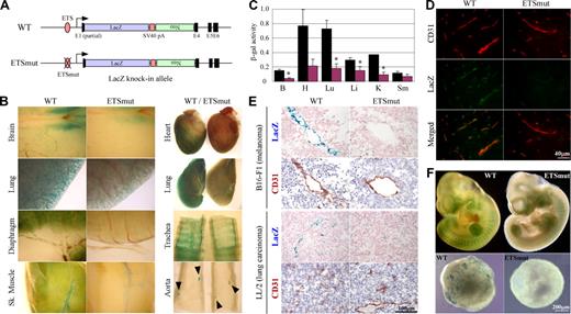 Figure 2. Robo4-lacZ knock-in mouse. (A) Schematic of WT or ETSmut LacZ knock-in targeted alleles. The LacZ cDNA, SV40 polyadenylation signal (pA), neomycin resistant gene (Neo), and exons (E1, E4-E6) are indicated. (B) Organs were harvested from F1 wild-type (WT) or ETSmut male heterozygous mice carrying the LacZ gene, and processed for whole-mount staining with X-Gal. (C) β-galactosidase activity of protein extracts from various organs of WT (■) or ETSmut (red bars) knock-in mice. B indicates brain; H, heart; Lu, lung; Li, liver; K, kidney; Sm, skeletal muscle. Data represent mean plus or minus SE of 4 replicates. *P < .05 between organs from WT and ETSmut mice. (D) Serial sections were prepared from organs of WT or ETSmut knock-in mice and stained with CD31 or LacZ antibody. (E) Serial sections were prepared from tumor xenografts prepared in WT or ETSmut mice and stained with X-Gal. (F) Whole-mount E10 embryos (top panel) or day-10 embryoid bodies (bottom panels) from WT and ETSmut knock-in mice or ES clones were stained with X-Gal, respectively.
