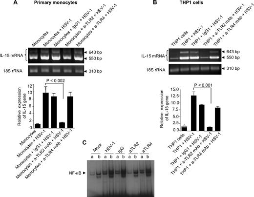 Figure 3. TLR2 is required for the recognition of HSV-1 and the release of IL-15 by monocytic cells. (A) Primary human monocytes were treated separately with 1 μg/mL of anti-TLR2 (neutralizing) mAb, anti-TLR4 (neutralizing) mAb, or isotype-matched control (IgG1) for 30 minutes. Nontreated cells as well as antibody-treated cells were exposed to mock or HSV-1. Cells were harvested 6 hours after treatment for isolation of total RNA to assess IL-15 gene expression by RT-PCR (top panel) and real-time RT-PCR (bottom panel). (B) THP1 cells were treated similarly to primary monocytes, and IL-15 gene expression was assessed with RT-PCR (top panel) and real-time RT-PCR (bottom panel). In both cases, RT-PCR values show that IL-15 mRNA and 18S rRNA are representative of 3 independent experiments; real-time RT-PCR values are expressed as the ratio of IL-15 mRNA in treated samples to the untreated sample (after normalization with reference dye and housekeeping gene). (C) THP1 cells pretreated as indicated were incubated with mock or HSV-1 for 1 hour. Nuclear extracts were subjected to EMSA analysis with radiolabeled NF-κB consensus oligonucleotide in the presence of unlabeled competitor (a lanes) or nonspecific competitor (b lanes). NF-κB binding was visible by autoradiography.