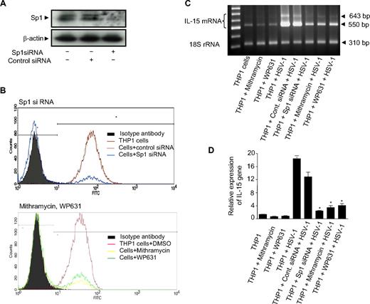 Figure 4. Defective expression of TLR2 resulted in abrogation of HSV-1–induced IL-15 gene expression. (A) THP-1 cells were transfected with Sp1 specific siRNA or its control siRNA. After 48 hours, the cell lysates were examined for Sp1 protein expression by immunoblotting. A representative Western blot is shown. (B) Sp1 siRNA-transfected THP1 cells (top panel) and THP1 cells pretreated with mithramycin, WP631, or DMSO as control (bottom panel) were assessed for their expression of TLR2. THP-1 surface expression of TLR2 was determined by flow cytometry as described in “Flow cytometry.” (C) THP-1 cells subjected to the different treatments (as indicated) were incubated with mock or HSV-1. Cells were harvested 6 hours after incubation, and total RNA was analyzed for IL-15 gene expression by RT-PCR. The figure shows IL-15 mRNA (top panel) and 18S rRNA (bottom panel) and is representative of 3 independent experiments. (D) Similarly, real-time RT-PCR was performed and data are expressed as the ratio of IL-15 mRNA in treated samples to the untreated sample (after normalization with reference dye and housekeeping gene). *Observed difference is statistically significant (P < .001) comparing gene expression with wild-type cells exposed to HSV-1.