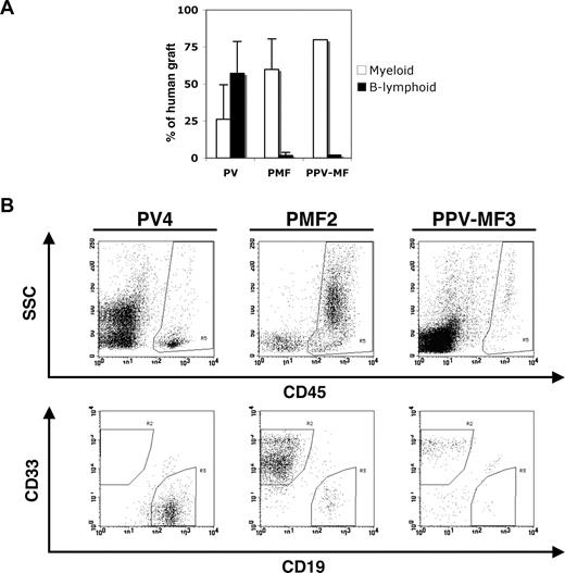 Figure 2. The SRCs from patients with PV and JAK2V617F-positive myelofibrosis have a different differentiation program. (A) The percentages of myeloid (▭) and B-lymphoid () cells within the human graft of PV (n = 8), PMF (n = 4), and PPV-MF3 reconstituted mice. (B) Flow cytometric analysis of the BM of 3 representative mice, receiving a transplant of PV, PMF, or PPV-MF CD34+ cells. (Top panel) SSC versus CD45 analysis showing human cells (CD45+). (Bottom panel) CD45+ cells analyzed for CD33 and CD19 expression, showing human myeloid (CD45+CD33+) and B-lymphoid (CD45+CD19+) cells.