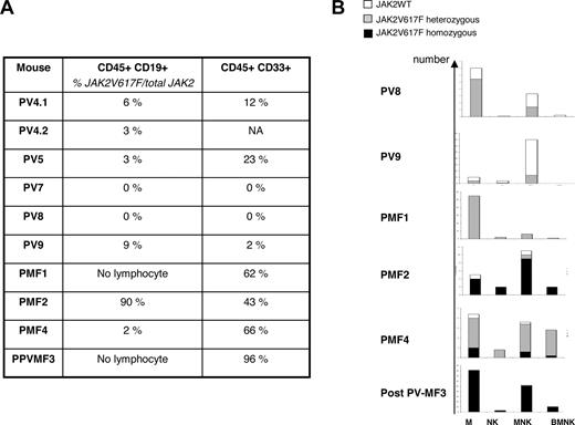Figure 3. JAK2V617F SRCs are capable to give rise to multilineage differentiated cells. (A) Human B-lymphoid (CD45+CD19+) and myeloid (CD45+CD33+) cells engrafted in 10 NOD/SCID mice 15 weeks after transplantation were sorted and genotyped for JAK2V617F. The percentage of JAK2V617F over total JAK2 is reported. (B) Single CD34+CD38− cells from 2 PV, 3 PMF, and one post-PV MF were cultured in B/NK/myeloid differentiation conditions. Clones with lympho-myeloid potentialities (MNK and BMNK) were genotyped. The histograms represent the numbers of lympho-myeloid clones from each patient. ▭ represents wild-type JAK2; bars, heterozygous JAK2V617F; , homozygous JAK2V617F.