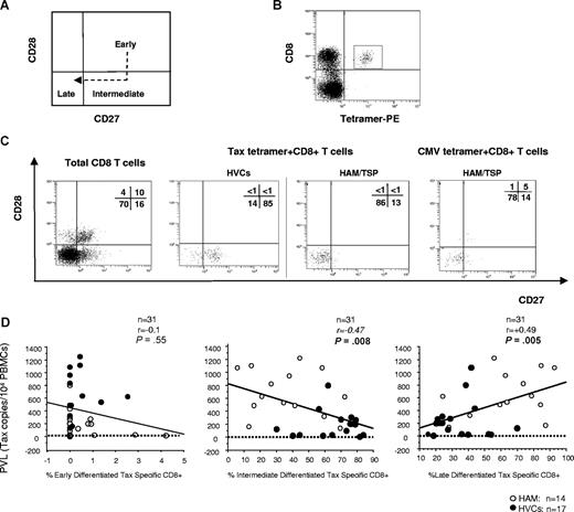 Figure 4. CD27 and CD28 coexpression on virus-specific CD8+ T cells in HTLV-1 infection. Flow cytometric analysis of CD27 and CD28 coexpression gated on HLA-A*02/Tax11-19 tetramer–positive cells. (A) The model of antigen-specific CD8+ T-cell differentiation based on the expression of CD27 and CD28. In the CD8+ T-cell population, early differentiated cells differentiate into late-differentiated cells, following a stage of intermediate cells that have down-regulated CD28, but not yet CD27. (B) Dot plots of HLA-A*02/Tax11-19 tetramer-PE (x axis) versus CD8-ECD fluorescence within the lymphocyte gate based on forward versus side scatter. (C) CD28/CD27 expression on total CD8+ T-cell– and HTLV-1– or CMV-specific T cells detected by tetramers were shown. The HTLV-1 Tax–specific CD8 T cells were enriched in intermediate-differentiated stage in HVCs and in late-differentiated stage in patients with HAM/TSP, whereas there was no difference in distribution of CMV pp65–specific CD8 T cells between patients with HAM/TSP and HVCs. Representative dot plots from 1 HVC and 1 patient with HAM/TSP for HTLV-1–specific cells, and 1 HAM/TSP patient for CMV-specific cells are shown. (D) Correlation between PVL (y axis; copy number of HTLV-1 tax per 104 PBMCs) and “early,” “intermediate,” or “late” phenotype of HTLV-1 Tax–specific cells (x axis; percentage of Tax-tetramer–positive cells in each subset) in PBMCs from HTLV-1–infected patients. Data were analyzed by Spearman rank correlation.
