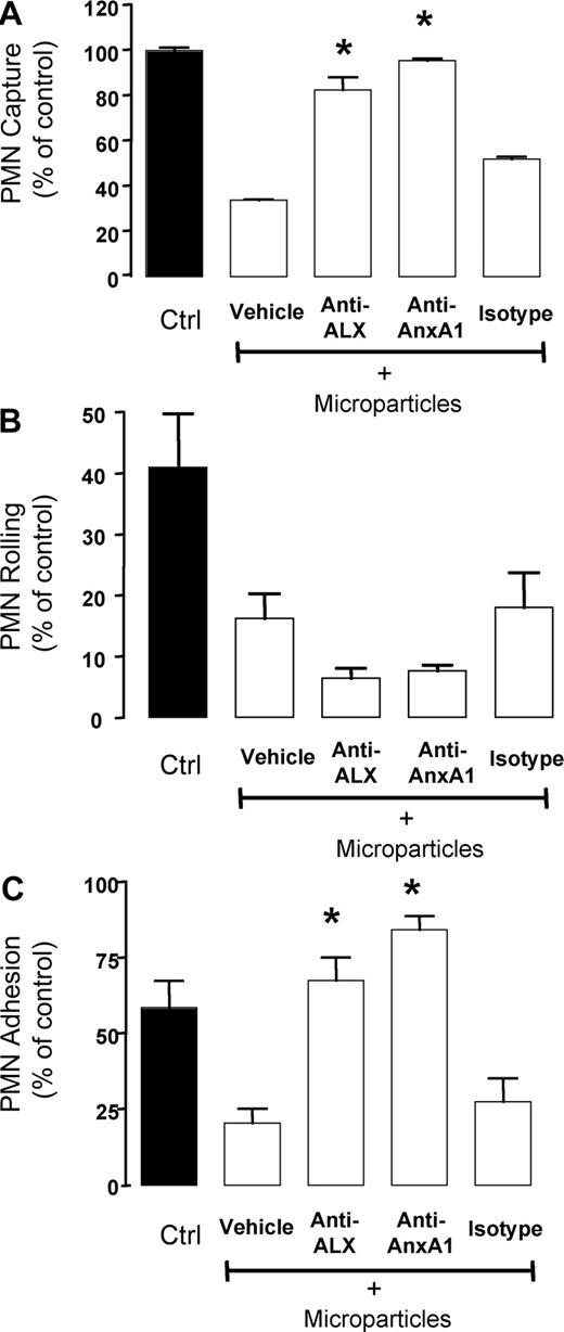 Figure 5. Role for annexin 1 in the inhibitory property of PMN-derived microparticles. PMNs (5 × 106) were incubated with microparticles (between 30 and 50 × 103) for 8 minutes at 37°C. In some tubes, isotype control Ab, or neutralizing anti-AnxA1 or anti-ALX mAb was also added. PMNs (5 × 106) were then flown for 15 minutes at 1 dyne/cm2, prior to quantifying the degree of PMN interaction with the HUVECs, as (A) PMN capture, (B) PMN rolling, or (C) PMN adhesion. Data are mean plus or minus SEM of from 4 or more independent experiments (with distinct microparticles, PMN, and HUVEC preparations). *P < .05 versus microparticle vehicle group.