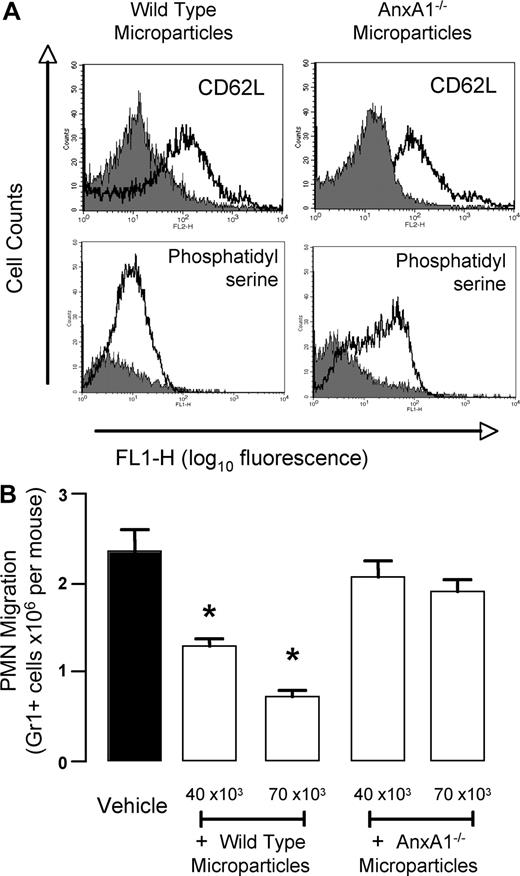 Figure 7. Annexin 1 is responsible for the anti-inflammatory effects of murine PMN–derived microparticles. Bone marrow–derived PMNs were prepared from wild-type and AnxA1−/− mice, hence microparticles were produced with a protocol very similar to the one used to generated human ones (“Human PMN microparticle preparation”). (A) Validation of murine microparticles by flow cytometry: staining with anti-CD62L or for annexin V binding is shown for both wild-type and AnxA1−/− microparticles. (B) Two doses of mouse PMN–derived microparticles were injected intravenously immediately before the local injection of mouse IL-1β into 6-day-old air pouches. Air pouches were washed 4 hours later, quantifying the extent of Gr1+ cell migration. Data are mean plus or minus SEM of 5 mice per group. *P < .05 versus vehicle group.