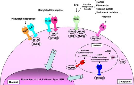 Figure 1. Overview of TLRs-TLR ligands and their signaling complexes in normal and malignant human B cells. TLR2 associates with TLR6 or TLR1 to form receptors that recognize diacylated and triacylated lipopeptides, respectively. TLR3 recognizes virally derived dsRNA. TLR4 recognizes LPS from Gram-negative bacteria, and several putative endogenous ligands. TLR5 recognizes bacterial flagellin. TLR7 and TLR8 recognize ssRNA from viruses, imidazoquinolines, and nucleoside analogs. TLR9 recognizes CpG DNA from bacteria and viruses, immunoglobulin-DNA complexes, and HMGB1. Unlike TLR1, 2, 5, 6, 7/8, and 9, which are expressed by normal and malignant human B cells, TLR3 and TLR4 are expressed solely by malignant B cells and are shown hatched. A total of 4 signaling adaptors are involved in TLR signaling: MyD88, TRIF, TRAM, and TIRAP. TLR signaling pathways result in the production of IL-6, IL-10, and type I IFN.