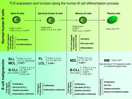 Figure 2. TLR expression and function during normal B-cell differentiation and in B-cell malignancies. MCL, B-cell SLL, B-CLL, FL, diffuse LCL, MZL, and MM.