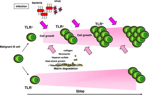 Figure 3. Model of cell growth–promoting effects of TLR ligands on malignant B cells. Recurrent bacterial or viral infections, or endogenous TLR ligands released by cellular stress (eg, collagen, fibronectin, heparin sulfate, heat-shock proteins) could favor the expansion of TLR-expressing malignant B-cell clones over those that have not acquired or retained TLR expression. TLR ligands would then promote cell growth and/or escape from immune surveillance.