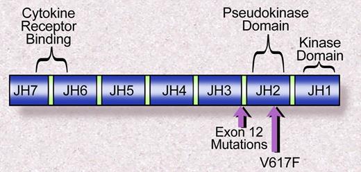 Figure 2. Janus homology domains of the JAK family of kinases. The V617F mutation is within the JH2, or pseudokinase domain, whereas the exon 12 mutations in JAK2 are proximal to the JH2 domain. Illustration by Debra Tyler.