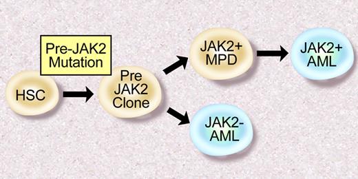 Figure 3. Model of leukemic transformation in MPD. Some patients develop JAK2V617F+ AML after JAK2V617F+ MPD, consistent with a JAK2V617F+ progenitor that undergoes leukemic transformation. However, some patients with JAK2V617F+ MPD transform to a JAK2V617F− AML, consistent with a “pre-JAK2” clone, which is susceptible to leukemic transformation. Illustration by Debra Tyler.
