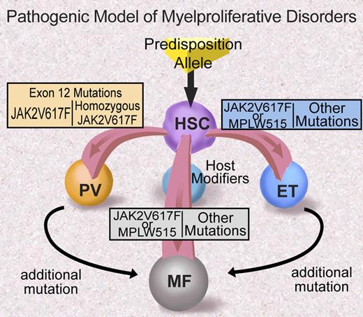 Figure 4. Proposed model of MPD pathogenesis (adapted from ASH Education Program 2006). Illustration by Debra Tyler.