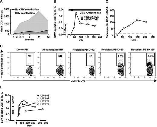 Figure 2. Pathogen-specific immune reconstitution after alloanergized haploidentical bone marrow transplantation. (A) CD8+ T-cell reconstitution in patients with and without CMV reactivation. Mean values for absolute CD8+ cells/μL are shown. (B) Expansion of CMV-specific pentamer+ CD8 cells in vivo in UPN 24 in relation to a single episode of CMV antigenemia. (C) Absolute levels of CMV-specific pentamer+ CD8 cells in UPN 024 (gray dashed line indicates 10 cells/μL). (D) Primary CMV-specific response in a CMV-seropositive patient (UPN 021) who received alloanergized BMT from an HLA A2+ CMV-seronegative donor. CMV-specific pentamer+ CD8 cells were not detectable in the donor pretransplantation or in the donor bone marrow after alloanergization before infusion, but became detectable after a single episode of CMV antigenemia at D +37. A sustained expansion of CMV-specific pentamer+ CD8 cell was seen and no further episodes of CMV antigenemia occurred. Numbers in gated regions show HLA A2-restricted peptide (NLV) -pentamer+ cells, expressed as percentage of CD3+CD8+ T cells. BM, bone marrow; PB, peripheral blood; ND; not detectable above negative control frequency in pentamer-stained HLA A2− donor cells. (E) Rapid and early expansion of EBV-specific pentamer+ CD8 cells in 4 patients who received alloanergized BMT from HLA A2+ EBV-seropositive donors.
