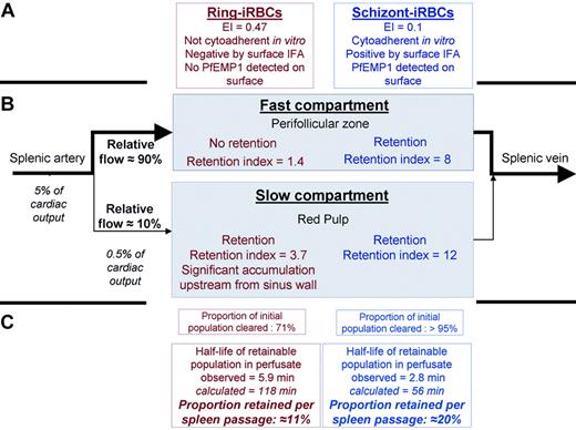 Figure 2. P falciparum–infected RBCs through the fast and slow circulatory compartments of the perfused human spleen. Schematic representation of observations in the ex vivo human spleen model challenged with cultured iRBCs, using the circulatory features extracted from in vivo imaging in human volunteers as a framework (Figure 1). Ring- and schizont-iRBCs differed in their main phenotypic characteristics, with ring-iRBCs displaying no cytoadherent properties in vitro and no observable surface modifications (A). In the fast compartment, corresponding to the perifollicular zone on histologic sections, only schizont-iRBCs were retained, whereas both ring- and schizont-iRBcs were retained in the slow compartment, corresponding to the red pulp (B). This resulted in significantly different clearance rates. The similarity between the proportion of blood flowing to the slow compartment (10.2%) and the proportion of retainable ring-iRBCs retained in the same compartment (11%) was striking. The quantitative dimension of the spleen microcirculatory framework is important. Because 5% of the cardiac output goes to the spleen, a given RBC will enter the spleen every 20 minutes. The slow compartment accounts for only 10% of the spleen plasma flow, which corresponds to 10% to 20% of spleen RBC flow (depending on the intensity of plasma skimming effect11). Therefore, the quality control of the deformability of a given RBC occurs every 100 to 200 minutes. This fits with the 60-minute half-life of stiff-heated RBCs previously observed in healthy controls.39 The order of magnitude of those previous clinical observations perfectly fits our framework (C). In addition, according to our volume estimates (Figure 1), an average 150-g spleen contains approximately 100 g of red pulp (70% of 150 g). The physiologic daily input of senescent RBCs to the spleen (1% of total RBC biomass ∼ 20 mL/day) thus corresponds to approximately 20% of the red pulp volume. During acute P falciparum malaria, parasitemia more than 5% is not uncommon. The input of ring-iRBCs to the spleen may therefore exceed the red pulp volume, probably saturating the slow circulatory compartment. The risk of saturation probably becomes significant when the ring-iRBC biomass at least equals the physiologic daily input of senescent RBCs, ie, at a peripheral parasitemia of approximately 1%. Saturation is expected to transiently reduce spleen filtering function and to induce abrupt changes in the slow/fast circulation balance. Those mechanisms, along with sequestration of mature iRBCs in the PFZ and red pulp sinus lumens, are potential strong determinants of both splenomegaly and outcome in acute malaria.