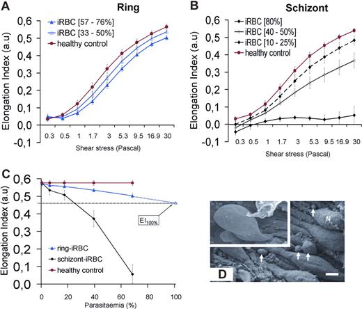 Figure 6. Deformability of iRBCs. (A,B) Elongation index (EI) of RBCs measured at different shear stresses. (C) EI of cultured ring-iRBCs and schizont-iRBCs at increasing parasitemia at 30 Pa (mean and SD of 4 independent experiments). The mean (95% CI) of the extrapolated EI of ring-iRBC at 100% parasitemia is 0.47 (0.43-0.51). (D) Scanning electron microscopy of spleen samples processed at the end of the perfusion. Endoluminal view of sinus walls showing the typical string-like aspect of endothelial cells, with their nuclei (N) protruding in the sinus lumen. Circulating cells are emerging from interendothelial slits (arrows, bar represents 3 μm). Top left quadrangle represents marked deformation of RBCs squeezing through interendothelial slits.