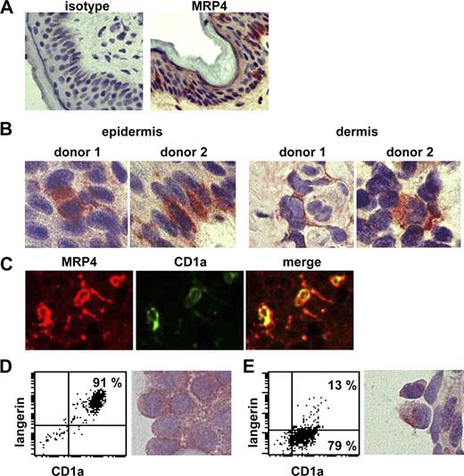 Figure 1. MRP4 expression on human cutaneous DCs. Human skin was stained with isotype control antibody or the Mab M4I-10 to detect MRP4. (A) An overview of the skin section (original magnification, 100×) and (B) details of MRP4-positive cells within the epidermis (left) or dermis (right) are shown (original magnification, 400×). (C) Epidermis was stained for MRP4 (red, Cy3) and CD1a (green, fluorescein-labeled tyramine; original magnification, 400×). Both MRP4 and CD1a are expressed in the same cells (merge). MRP4 signals were weaker than CD1a signals and were therefore measured with a longer shutter time. (D) CD1a+ epidermal (left) and dermal (right) cells were isolated by magnetic bead sorting and analyzed for CD1a and Langerin expression by flow cytometry and cytospins were stained for MRP4 expression (original magnification, 400×).