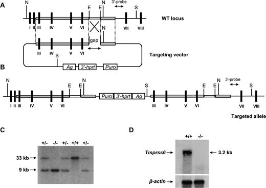 Figure 1. Gene targeted disruption of the Tmprss6 gene. (A) Partial genomic structure of the murine Tmprss6 gene (top). Exon coding sequences are indicated as black bars. The targeting vector duplicates exons III to VI (bottom). E indicates EcoRI; S, SspI; N, NdeI; 3′Hprt, 3′-half Hprt minigene; Puro, puromycin resistance gene; Ag, K14 Agouti minigene. (B) Predicted structure of the targeted allele. (C) Southern blot analysis of DNA from Tmprss6+/+, Tmprss6+/−, and Tmprss6−/− mice digested with SspI. Hybridization with the 3′-external probe detects the expected 33-kb and 9-kb bands corresponding to wild-type and mutant alleles, respectively. (D) Northern blot analysis of liver tissues obtained from wild-type and Tmprss6−/− mice showing the absence of full-length Tmprss6 mRNA expression in mutant mice.