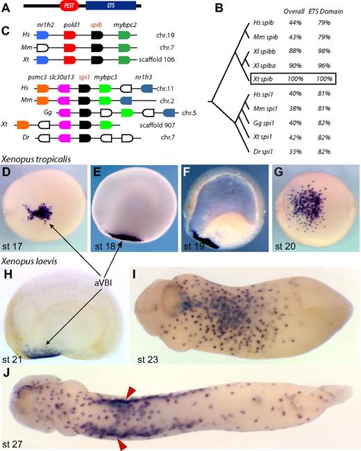 Figure 1. Xenopus spib identification. (A) Conserved protein motifs in spib and spi1; the PEST degradation domain and ETS DNA-binding domain. (B) ClustalW tree alignment on vertebrate spib and spi1 protein sequences and percentage identity over their entirety and DNA-binding domains. (C) Genome organization around the known vertebrate spib and spi1 genes, showing synteny between various vertebrate genomes. Genes shown in the same color represent putative orthologous genes. Expression pattern of Xenopus tropicalis spib and (D-G) Xenopus laevis spib paralogs (SpiBa and SpiBb, H-J) is indistinguishable and marks a population of primitive myeloid progenitors in the anterior ventral blood islands (aVBIs). spib expression is transient and first detected at stage 17. (F) Cleared embryo shows only mesodermal expression, and (J) spib expression is eventually down-regulated after spib-expressing cells associate with vitelline veins (arrowheads). Anterior is to the left, and dorsal to the top in all lateral views; panels D, G, and I,J represent ventral views. The following database sequences were used: Hs spib Q01892, Mm spib O35906, Xl spiba BC046671, Xl spibb BC130210, Xt spib IMAGE 7023083, Hs spi1 P17947, Mm spi1 P17433, Gg spi1 NP_990354, Xt spi1 BC098077, and Dr spi1 CAD58735 (outgroup NP_001008139 and P14921).