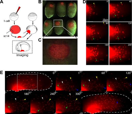 Figure 2. Primitive myeloid migration time-lapse video microscopy. (A) Experimental setup, stage-14 to -16 anterior ventral blood islands were transplanted from microruby-injected to noninjected embryos. Transplanted cells become migratory and leave the transplant to colonize the embryo in 4 to 8 hours. Throughout this period, primitive myeloid cells show different behaviors (Videos S1–S3). (B,C) Stage-18 brightfield/fluorescent composite of transplanted embryos. (D,E) Stills from supplementary movies. (Panel D and Video S2) Ventral view of primitive myeloid cells leaving the transplanted aVBI with “blebbing” behavior and low migratory speeds. (Panel E and Video S3) Primitive myeloid cells leaving the transplanted aVBI (stage 26, lateral view). At this stage, cells acquire elongated cell morphology and higher motility. Large dashed line shows the embryo contour, and the light dashed square shows the enlarged region shown in still frames. Colored arrowheads point and track the same cell. (D,E) Anterior view is shown to the left; dorsal, to the top. Time is shown in minutes. Images in panels B and C were obtained on a fluorescence stereoscope Leica MZ FLIII (Wetzlar, Germany) attached to a Sony CCD camera DXC-950 image capture system controlled by Northern Eclipse software 7.0 (Empix Imaging, Mississauga, ON). For panels D and E, the same image capture system was attached to an Olympus IX70 inverted fluorescent microscope; 0.1× MMR was used as imaging medium. (D) Total magnification 300× objective (Olympus LCPlan 20×/0.4 NA). (E) Total magnification 40× objective (Olympus UPlanFL 4×/0.13 NA). Photoshop CS2 (Adobe Systems, San Jose, CA) or ImageJ 1.38 (National Institutes of Health, Bethesda, MD) were used for image or time-lapse video processing.