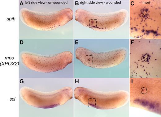 Figure 3. Recruitment of primitive myeloid cells to embryonic wound sites in Xenopus laevis. spib (A-C), mpo (XPOX2) (D,E), and scl (G-I) whole mount in situ hybridization in wounded embryos. Three hours is sufficient for the recruitment of myeloid cells expressing spib or mpo to the scrape wound outline (dashed line contour in the inset). scl-expressing cells are not recruited to the wound site, and primitive myeloid cell recruitment occurs before the appearance of a fully functional vascular network.