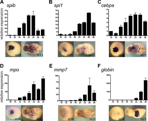Figure 4. Xenopus tropicalis primitive myeloid marker expression analysis by RT-PCR and WMISH. (A-F) spib, spi1, cebpa, mpo, mmp7, and globin single embryo qRT-PCR and ventral views of WMISH at stages 18 and 23. Among the transcription factors, (A) spib is the first to be specifically expressed in primitive myeloid cells, (B) followed by spi1. (C) Earlier expression of cebpa is due to its broad mesodermal expression before its restriction to the aVBI. (D) mpo is a neutrophil marker; (E) mmp7, a macrophage marker; and (F) globin, a erythroid marker. Error bars represent the SD of at least 3 independent experiments.