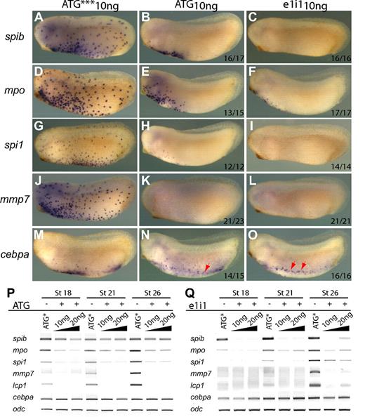 Figure 5. spib is necessary for primitive myeloid differentiation. spib-depleted embryos show absence or reduced expression of mpo, spi1, and mmp7 but not cebpa. (A-O) WMISH and (P,Q) RT-PCR analysis on spib ATG and e1i1 morphants. ATG*** is a 3-mismatch ATG morpholino. (P) spib ATG morpholino reduces but does not eliminate all spib transcripts, (Q) whereas spib e1i1 morpholino eliminates functional spib mRNA at 10 ng. (A-F) Severe reduction on the number of spib- and mpo-expressing cells and (J-O) marked absence of spi1 and mmp7 expression on spib morphants. (G-I) Under the same experimental conditions, cebpa-expressing cells are not affected. All embryos are shown in lateral views with anterior to the left. The number of representative embryos is shown at the bottom right corner of each panel.