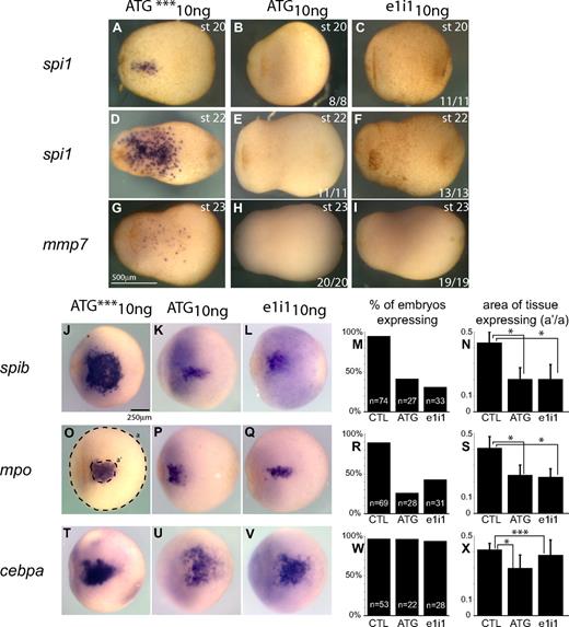 Figure 6. Effect of spib knockdown in primitive myeloid progenitors. (A-I) Primitive macrophages defined by the expression of spi1 and mmp7 are absent from spib-depleted embryos. (J-L,O-Q,T-V) WMISH analysis of aVBI in spib morphants; at the earliest point we can identify a pool of primitive myeloid progenitors by the coexpression of spib, mpo, and cebpa. (M,R,W) Quantification of the number of embryos that express spib, mpo, and cebpa and (N,S,X) size of primitive myeloid progenitor pool, by the area of tissue-expressing progenitor markers. Error bars represent the SD of the number of embryos analyzed (n). (O) Amount of tissue was calculated using area ratios of a and a′. Similar results were obtained in either ATG or e1i1 morphants and are in contrast with the uninjected and ATG mismatch control group (CTL). Student t test P values lower than .001 are marked as * and considered statistically significant; P values higher than .05 are not statistically significant and marked as ***.