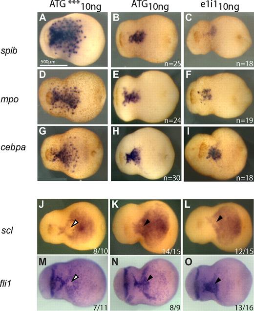 Figure 7. Analysis of migratory potential and hemangioblast-like characteristics of primitive myeloid progenitors in spib-depleted embryos. Migration away from the aVBI is the first morphologic sign of primitive myeloid differentiation and is absent in spib-depleted embryos. (A-I) In spib-depleted embryos, we never observed isolated cells far from the aVBI expressing spib, mpo, and cebpa at a time when migration should have already set in. Usual down-regulation of scl and fli (▿, J,M) is eliminated in spib morphants (▼, K,L and N,O). The scl+fli+ hemangioblast-like characteristics are maintained for longer in a small subset of spib-depleted aVBI tissue.