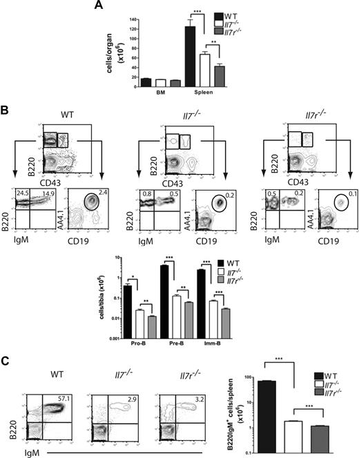 Figure 1. Exacerbated B-cell phenotype in IL-7Rα compared with IL-7 ligand-deficient mice. (A) Mean (SD) tibia and spleen cellularities. (B) Fluorescence-activated cell sorting (FACS) profiles and mean (SD) numbers of pro-B, pre-B, and imm-B cells in BM and (C) mean (SD) numbers of B220IgM+ cells in spleens of 3-week-old WT (n = 4), Il7 −/− (n = 8), and Il7r −/− (n = 8) mice (each from 2 litters). Numbers in FACS profiles show the mean percentages of cells in quadrants or gates as indicated (*P < .05, **P < .01, ***P < .001).