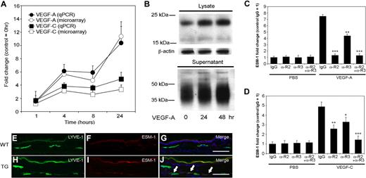 Figure 2. Expression of ESM-1 in LECs is induced by VEGF-A and VEGF-C via VEGFR-2 and VEGFR-3. (A) Quantitative RT-PCR (qPCR) analysis revealed that compared with untreated controls, LECs expressed levels of ESM-1 mRNA that were more than 10-fold higher after 24 hours of stimulation with VEGF-A (●), and more than 4-fold higher after 24 hours of stimulation with VEGF-C (■); these findings confirmed those of the microarray expression results (○, □) (B) Immunoblot analysis confirmed that LECs stimulated with VEGF-A for 24 or 48 hours expressed much higher levels of ESM-1 in the cell lysates and in cell supernatants compared with untreated controls (0 hours). β-actin levels were used as gel loading controls. (C) Treatment of LECs with VEGF-A compared with PBS strongly induced the expression of ESM-1 in the presence of control antibody (IgG). ESM-1 induction was completely inhibited by a VEGFR-2–blocking antibody (αR2). Incubation with a VEGFR-3–blocking antibody (αR3) partially reduced the induction of ESM-1 by VEGF-A, and a combination of both blocking antibodies (αR2 + αR3) inhibited the VEGF-A–mediated ESM-1 induction. (D) Compared with PBS, VEGF-C also induced the expression of ESM-1. Incubation with either an αR2 or αR3 only partially blocked the ESM-1 induction by VEGF-C; ESM-1 induction by VEGF-C was completely prevented by a combination of both receptors. ***P < .001; **P < .005; *P < .01. Error bars represent standard deviation. The LYVE-1+ lymphatic vessels in the skin of wild-type mice did not express ESM-1 (E-G), whereas the LYVE-1+ lymphatic vessels of VEGF-A transgenic mice (H-J) did express ESM-1 (panel J; arrows). Scale bars equal 100 μm.