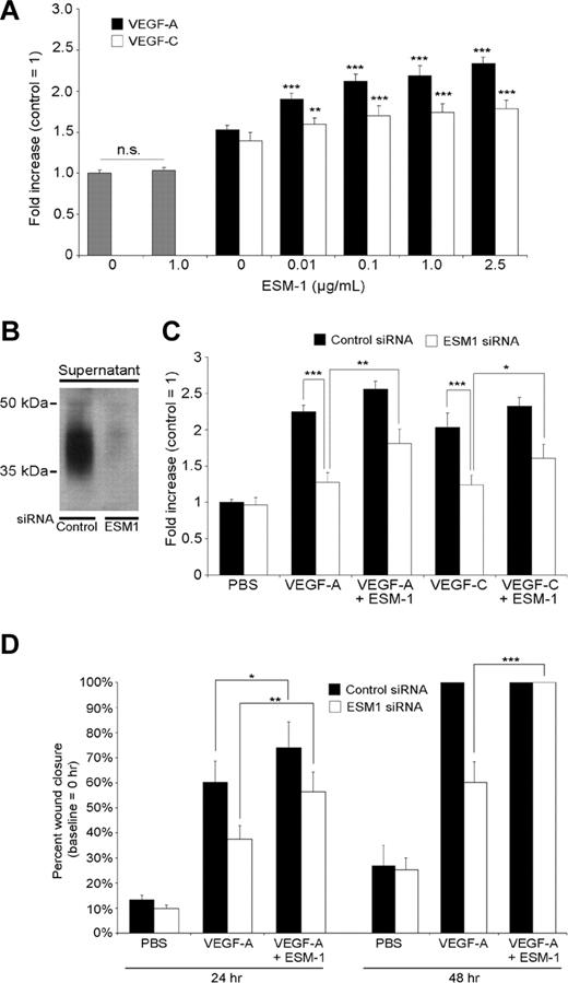 Figure 3. ESM-1 promotes LEC proliferation and migration induced by VEGF-A and VEGF-C. (A) Addition of ESM-1 together with VEGF-A (20 ng/mL) or VEGF-C (100 ng/mL) significantly increased the stimulatory effects of both growth factors on LEC proliferation with a minimal effective concentration of 0.01 μg/mL, whereas treatment with ESM-1 alone had no effect. (B) Transfection of LECs with ESM-1 siRNAs reduced ESM-1 protein levels (right lane) compared with control siRNA–transfected LEC (left lane). (C) The proliferation-inducing effects of 30 ng/mL VEGF-A and of 200 ng/mL VEGF-C were suppressed in ESM-1 siRNA–transfected LECs but not in control siRNA–transfected LECs. Addition of 1 μg/mL of ESM-1 promoted LEC proliferation (+14% for VEGF-A, P < .001; +14% for VEGF-C, P = .006). Addition of 1 μg/mL ESM-1 protein to ESM-1 siRNA–transfected LECs partially restored the induction of proliferation by VEGF-A and VEGF-C. (D) Monolayer wound healing assay: ESM-1 (1 μg/mL) promoted the promigratory effect of VEGF-A in a monolayer wound assay after 24 hours (+14% increase in cell migration; P = .012), whereas LECs transfected with ESM-1 siRNA showed a significantly reduced migratory response to VEGF-A compared with control (siRNA-transfected) LECs. At the 48-hour time point, both VEGF-A–treated cultures and cultures treated with VEGF-A plus ESM-1 already showed a 100% wound closure. Addition of 1 μg/mL ESM-1 protein to ESM-1 siRNA–transfected LECs significantly restored the effect of VEGF-A on LEC migration after 24 and 48 hours. *P < .05; **P < .005; ***P < .001. Error bars represent standard deviation.