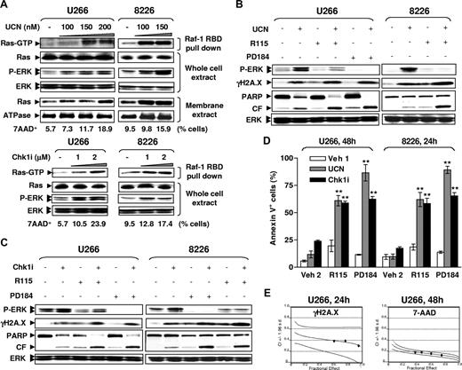 Figure 1. R115777 or PD184352 potentiates Chk1 inhibitor–induced γH2A.X expression and lethality in human MM cells in association with diminished Ras→ERK1/2 signaling. (A) U266 and RPMI8226 cells were exposed for 24 hours to UCN-01 (UCN, top panels) or Chk1i (bottom panels), after which Ras activation assays and Western blot analysis (WB) were performed to monitor Ras activation status and ERK1/2 phosphorylation, respectively. Ras activity was reflected by amount of Ras-GTP pulled down by Raf-1 RBD. Alternatively, membrane fractions were separated and subjected to WB. In parallel, the percentage of cell death (7AAD+) was assessed by flow cytometry to determine the toxicity of UCN-01 or Chk1i at the indicated concentrations in U266 (48h) or RPMI8226 cells (24h). (B,C) Cells were exposed to UCN-01 (RPMI8226, 100 nM for 24 hours; U266, 150 nM for 48 hours) or Chk1i (RPMI8226, 1 μM for 24 hours; U266, 2 μM for 48 hours) in the absence or the presence of either 5 μM R115777 (R115) or 5 μM PD184352 (PD184), after which cells were lysed and subjected to WB for phosphorylation of ERK1/2 and H2A.X (γH2A.X), as well as PARP degradation. For panels A through C, results of a representative experiment are shown; 2 additional studies yielded equivalent results. CF indicates cleavage fragment. (D) Alternatively, the percentage of apoptotic cells was determined by annexin V–FITC staining and flow cytometry. Veh indicates vehicle. Results represent the means plus or minus SD for 3 separate experiments performed in triplicate. ** indicates significantly greater than values for those treated with Chk1 inhibitors alone (P < .01). (E) U266 cells were treated with a range of R115777 and UCN-01 concentrations alone or in combination for 24 hours (for γH2A.X staining) or 48 hours (for 7AAD staining) at a fixed ratio (R115777/UCN-01, 50:1). At the end of this period, the percentage of cells with relative increases in γH2A.X expression (ie, drug treatment vs untreated controls, left panel) or 7AAD+ cells (right panel) was determined by flow cytometry, respectively. Median dose effect analysis was used to characterize the nature of the interaction. Two additional studies yielded equivalent results.
