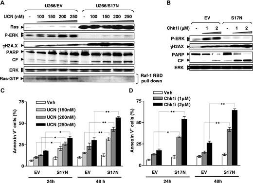 Figure 3. Ectopic expression of dominant-negative Ras (S17N) prevents ERK1/2 activation and enhances γH2A.X expression following exposure to Chk1 inhibitors. (A,B) U266 cells were stably transfected with S17N H-Ras or its empty vector (EV), and ectopic expression of mutant protein was detected by WB (A, top panels). Cells were then exposed to UCN-01 or Chk1i for 24 hours, after which Ras activation assay and WB were performed to monitor Ras activity (A, bottom panel) and expression of phospho-ERK1/2 and γH2A.X, as well as PARP cleavage. The results of representative experiments are shown; 2 additional studies yielded equivalent results. CF indicates cleavage fragment. (C,D) Cells were incubated with UCN-01 or Chk1i for 24 hours and 48 hours, after which percentage of annexin V–FITC–positive cells was determined by flow cytometry. The results represent the means plus or minus SD for 3 separate experiments performed in triplicate. *P < .05; **P < .01.