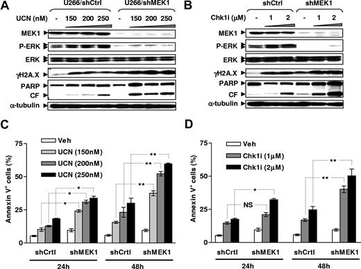 Figure 4. MEK1 knockdown by shRNA blocks ERK1/2 activation and sensitizes MM cells to γH2A.X expression and lethality induced by Chk1 inhibitors. (A,B) U266 cells were stably transfected with constructs encoding MEK1 shRNA or a scrambled sequence as a control, and exhibited down-regulation of MEK1 expression by WB (top panels). Cells were then incubated with UCN-01 or Chk1i for 24 hours, after which WB analysis was performed to detect expression of phospho-ERK1/2 and γH2A.X, as well as PARP degradation. Blots were subsequently stripped and reprobed for expression of α-tubulin to ensure equivalent loading and transfer of protein. Additional 2 studies yielded equivalent results. CF indicates cleavage fragment. (C,D) Alternatively, after 24-hour and 48-hour treatment, flow cytometry was performed to monitor apoptosis (annexin V–FITC staining). Results represent the means plus or minus SD for 3 separate experiments performed in triplicate. *P < .05; **P < .01; NS indicates no significance (P > .05).