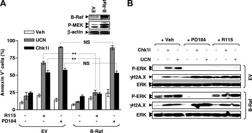 Figure 5. Enforced activation of MEK1/2 by B-Raf disables R115777 but not PD184352 to block ERK1/2 activation and to potentiate γH2A.X expression mediated by Chk1 inhibitors. (A) U266 cells were stably transfected with a construct encoding full-length B-Raf, and WB was performed to monitor B-Raf expression as well as resulting MEK1/2 phosphorylation (inset). Blots were subsequently stripped and reprobed using β-actin antibodies to ensure equivalent loading and transfer of proteins. Cells were then exposed to 150 nM UCN-01 or 2 μM Chk1i with or without 5 μM PD184352 or 5 μM R115777 for 48 hours, after which the percentage of annexin V+ cells was determined by flow cytometry. The results represent the means plus or minus SD for 3 separate experiments performed in triplicate. **P < .01; NS indicates no significance (P > .05). (B) Alternatively, after 24-hour exposure to drugs, WB was performed to monitor expression of phospho-ERK1/2 and γH2A.X. Results are representative of 3 separate experiments.