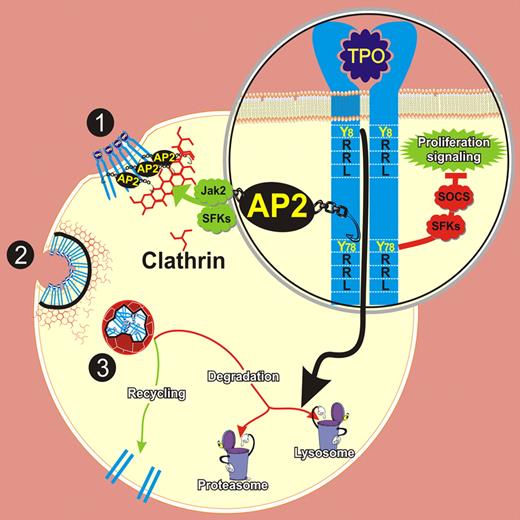 Regulation of TPO-mediated c-Mpl receptor internalization and degradation. After TPO binding, clathrin-coated pits are formed through the interaction between the AP2 and Y78RRL motif in the cytoplasmic tail of c-Mpl. The internalization process is regulated by Jak2 as well as SFKs activation (1). Following invagination and budding, (2) clathrin-coated vesicles are routed to endocytic pathways that direct the c-Mpl receptor to recycling and/or degradation (3). While Y78RRL negatively regulates proliferation, Y8RRL targets c-Mpl lysosomal degradation.