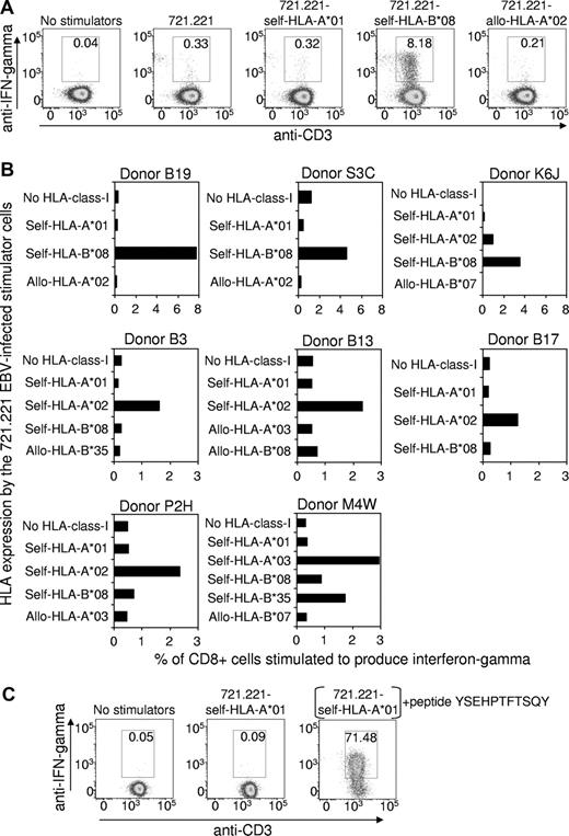 Figure 1. The EBV-specific CD8+ T-cell response restricted through individual HLA-class I alleles. (A) An EBV-specific T-cell culture was raised from the peripheral blood lymphocytes of the HLA-A*01+, EBV-seropositive healthy donor B19 (HLA-A*01, A*03, B*08, B*44) by stimulation (responder-stimulator ratio of 10:1) with an irradiated autologous LCL, generated earlier by infection of B lymphocytes with the B95-8 strain of EBV. After 3 days of culture, the tissue culture medium (10% fetal bovine serum/RPMI 1640) was supplemented with recombinant interleukin-2 (20 units/mL), and on day 10 an ICS assay was performed to assess the number of EBV-specific T cells restricted through individual HLA alleles. This involved flow cytometric detection of interferon-γ–producing T cells after overnight incubation at 37°C in medium supplemented with brefeldin A (BD Pharmingen) and with the HLA-class-I–negative 721.221 cell line that had been transfected to express a single HLA-class-I allele. These cell lines were established as follows: cDNA for each HLA allele was amplified using sequence-specific primers and cloned into the expression vector pEGFP-N1 (Clontech, Palo Alto, CA), which contains a green fluorescent protein (GFP) tag and an antibiotic resistance gene to allow for positive selection. The HLA-EGFP-N1 expression constructs were transfected into 721.221 cells using the Bio-Rad Gene Pulser, and transfectants were cultured in the presence of G418 antibiotic (800 μg/mL) for 3 weeks. GFP-positive cells were sorted using a FACSVantage, and the purified cells were maintained in the presence of G418 (800 μg/mL). HLA class I expression on the transfectants was confirmed using an anti–HLA-class-I monoclonal antibody (W6/32) and flow cytometry. The antibody staining for the ICS flow cytometry analysis involved incubation of the responder-stimulator cell mixtures at 4°C for 30 minutes with peridinin chlorophyll protein–conjugated anti-CD8, and allophycocyanin-conjugated anti-CD3. Cells were then fixed and permeabilized with Cytofix/Cytoperm (BD Pharmingen) at 4°C for 20 minutes, washed and incubated with phycoerythrin (PE)–conjugated anti-interferon-γ (BD Pharmingen) at 4°C for 30 minutes. Gated CD8+ cells are shown, and the numbers on the figure show the percentage of CD8+ cells coexpressing interferon-γ and CD3. (B) EBV-specific T-cell cultures were raised from another 7 HLA-A*01+, EBV-seropositive healthy donors and were analyzed, as described, to assess the number of EBV-specific T cells restricted through individual HLA alleles. Data are expressed as the percentage of CD8+ cells stimulated to produce interferon-γ. Note that Donors B19, S3C and K6J responded more strongly to some stimulator cells compared with the other 5 donors and so the graph scales have been adjusted accordingly. The HLA-A/B types of the donors are as follows: Donor P2H: A*01, A*02, B*08, B*44; Donor K6J: A*01, A*02, B*08, B*57; Donor B3: A*01, A*02, B*08, B*40; Donor B13: A*01, A*02, B*27, B*57; Donor B17: A*01, A*02, B*07, B*08; Donor S3C: A*01, B*08; M4W: A*01, A*03, B*08, B*35. (C) Control experiment demonstrating that the 721.221 cell line transfected with HLA-A*01 does express functional HLA molecules on the cell surface. A CD8+ T-cell clone was raised from a healthy HLA-A*01+ human cytomegalovirus–exposed donor by in vitro stimulation with the YSEHPTFTSQY peptide from the pp65 antigen which has been shown to be immunogenic in the context of HLA-A*01. An ICS assay, performed as described, showed that the clone failed to be stimulated by the HLA-A*01-transfected 721.221 cells unless these cells were preincubated with the YSEHPTFTSQY peptide (1 μg/mL) and washed 5 times.