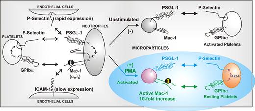 The expression on neutrophil-derived microparticles of the integrin Mac-1 (αMβ2) in an active conformation provides a new mechanism for leukocyte-platelet crosstalk. In contrast to microparticles from resting neutrophils, microparticles from PAF- or PMA-stimulated neutrophils express Mac-1 where the insert or ‘I’ domain on the αM subunit is in a high-affinity ligand-binding form. This can bind platelet GPIbα (the major ligand-binding subunit of the GPIb-IX-V complex), leading to platelet activation and P-selectin expression, which reinforces association via microparticle PSGL-1.