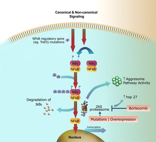 Mechanisms of resistance and susceptibility to proteasome inhibition. Signaling through canonical or noncanonical pathways leads to phosphorylation, ubiquitination, and subsequent degradation of the IkB kinases through the proteasome pathway, resulting in NFkB translocation to the nucleus and transcription of target genes. Constitutive NFkB signaling can result from mutations in regulatory genes, such as Traf3, leading to increased sensitivity of the cell to proteasome inhibition. Mechanisms of resistance include: (1) the 26S proteasome acquiring resistance due to mutations or overexpression of the PSMB5 subunit; (2) proteasome inhibitors being antagonized by upregulation of heat shock proteins, such as Hsp27; and (3) increased activity of the aggresome pathway. These resistance mechanisms can be targeted to increase the efficacy of proteasome inhibition.