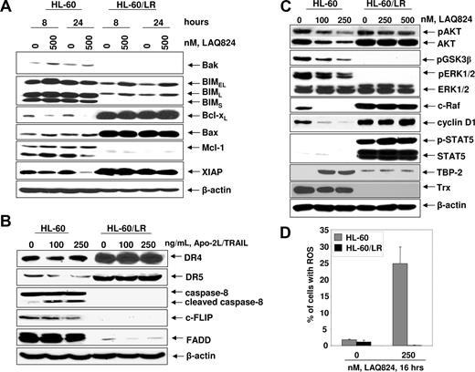 Figure 3. Treatment with LAQ824 treatment failed to induce Bak, Bim, and Bax, but attenuated Bcl-xL and XIAP levels in HL-60/LR versus HL-60 cells. (A) After treatment of HL-60 and HL-60/LR cells with the indicated concentrations of LAQ824 for 8 and 24 hours, total cell lysates were harvested and immunoblot analyses were done for Bcl-2, Bcl-xL, XIAP, Mcl-1, Bak, Bax, and Bim. β-actin expression served as the control for protein loading. (B) HL-60 and HL-60/LR cells were treated with the indicated concentrations of Apo-2L/TRAIL for 24 hours. After this, cell lysates were obtained and immunoblot analyses were done for DR4, DR5, caspase-8, c-FLIP, and FADD. β-actin expression in the lysates served as the loading control. (C) HL-60 and HL-60/LR cells were treated with the indicated concentrations of LAQ824 for 24 hours. Then, immunoblot analyses were done for p-AKT, AKT, p-GSK3β, p-ERK1/2, ERK1/2, c-Raf, cyclin D1, p-STAT5, STAT5, TBP-2, and TRX. The levels of β-actin expression in the lysates served as the loading control. (D) HL-60 and HL-60/LR cells were treated for 16 hours with 250 nM LAQ824. Then cells were stained with HPF and ROS levels were determined by flow cytometry. Values represent the means plus or minus SE of 3 experiments.