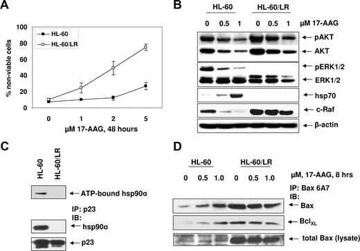 Figure 6. HL-60/LR cells are collaterally sensitive to 17-AAG. (A) HL-60 and HL-60/LR cells were treated with the indicated concentrations of 17-AAG for 48 hours. After this, the cells were stained with trypan blue and the percentage of positively stained nonviable cells was determined by light microscopy. Values on the curves represent the mean plus or minus SE of 2 experiments performed in duplicate. (B) HL-60 and HL-60/LR cells were treated with the indicated concentrations of 17-AAG for 24 hours. After this Western blot analyses were done for p-AKT, AKT, p-ERK1/2, ERK1/2, c-Raf, and hsp70 on the cell lysates. The levels of β-actin expression served as the loading control. (C) Reduced binding of ATP and p23 to hyperacetylated hsp90 in HL-60/LR versus HL-60 cells. After incubation of cell lysates containing hsp90 with ATP-sepharose, ATP-sepharose was pelleted and Western blot analysis was done for hsp90. Alternatively, immunoprecipitates were probed with anti-p23 and anti-hsp90 antibody. (D) After treatment of HL-60 and HL-60/LR cells with 17-AAG, lysates were immunoprecipitated with anti-Bax (6A7) antibody and immunoblotted with anti-BclXL or anti–total Bax antibody.