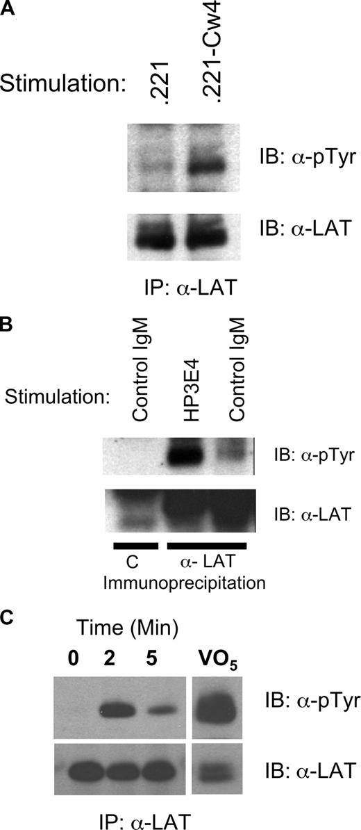 Figure 1. Induction of LAT phosphorylation in human NK cells by CD16, target cells, or anti-KIR/KAR antibody. (A) Human NK cells (5 × 106) were incubated with Class I–deficient 721.221 (.221) targets or targets transfected with HLA-Cw4 (.221-Cw4) cells for 10 minutes at 37°C. Phosphorylation of immunoprecipitated LAT was determined by Western blot (pTyr, top panel) and the amount of LAT in each lane verified with anti-LAT (bottom panel). (B) Human NK cells (5 × 106) were stimulated for 10 minutes at 37°C with a control IgM (MOPC104E) or anti KIR/KAR (HP-3E4). The samples were analyzed as in A except the first sample was immunoprecipitated with preimmune serum = C. (C) IL-2 expanded primary human NK cells were sorted for expression of KIR2DS4. Immediately after sorting the cells were stimulated by warming to 37°C in the presence of anti–mouse crosslinking antibody for the indicated times. Control cells had crosslinking antibody added after lysis. Phospho-LAT was assayed as in panel A.