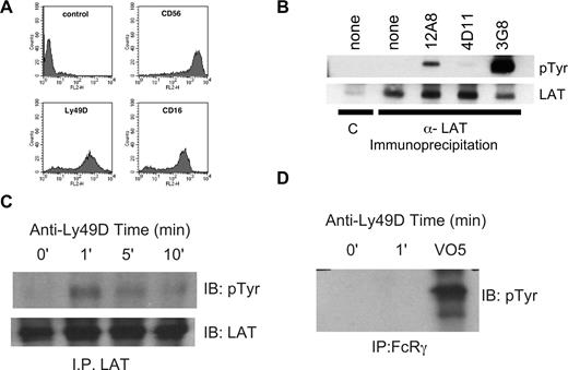Figure 2. Induction of LAT phosphorylation by Ly49D expressed in human NK cells and RNKD2.38. Human NK cells were infected overnight with vaccinia carrying the Ly49D gene. (A) Vaccinia infected cells were stained for expression of CD56, Ly49D and CD16 and analyzed using flow cytometry. (B) The infected NK cells were divided into 5 samples and stimulated for 2 minutes at 37°C with the F(ab′)2 antibodies as indicated. Phosphorylation of immunoprecipitated LAT was determined by Western blot (pTyr, top panel) and the amount of LAT in each lane verified with anti-LAT (bottom panel). Controls were immunoprecipitated with preimmune sera = C. (C) RNKD2.38 cells (107) were stimulated with anti-Ly49D antibody (4E5), for 1, 5, or 10 minutes at 37°C. Phosphorylation and LAT expression were determined as in panel B. (D) FcϵRIγ was immunoprecipitated from RNKD2.38 cells stimulated with anti-Ly49D (4E5) or pervanadate (VO5). Proteins were resolved by SDS-PAGE and immunoblotted with antiphosphotyrosine. Results are representative of at least 2 independent experiments.