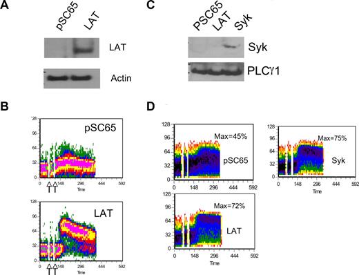 Figure 4. Reexpression of LAT or Syk restores calcium mobilization in RNKDLS. RNKDLS cells were infected with control Vaccinia virus (pSC65) or recombinant virus expressing LAT or Syk, as indicated. (A) Aliquots of cells were removed for immunoblotting with LAT and actin, and (B) remaining cells were loaded with calcium-sensitive dyes and assayed for calcium mobilization after treatment with anti-Ly49D (4E5) and crosslinker. (C) In a second experiment, RNKDLS cells were infected as indicated. Similar to panel A, postnuclear cell lysates were immunoblotted for Syk or PLCγ1 as indicated and (D) remaining cells were assayed for calcium mobilization as in panel B. Max% indicates maximum percentage of cells responding.