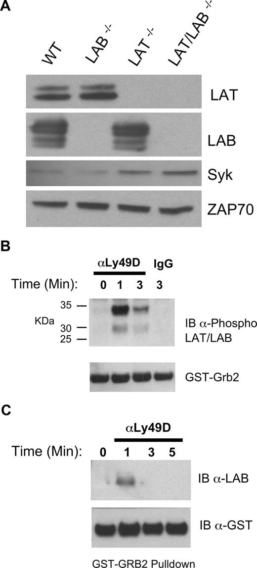 Figure 5. Expression and utilization of LAB in RNKD2.38 and LAT−/− NK cells. (A) Equal amounts of protein from lysates of T cell–depleted ALAK cells from the indicated strains were directly immunoblotted with anti-Syk or anti-ZAP70 as indicated (bottom 2 panels). The same lysates were also immunoprecipitated, then immunoblotted with anti-LAT or anti-LAB as indicated (top 2 panels). (B) RNKD2.38 were stimulated with anti-Ly49D (4E5) for the indicated time and lysates were incubated with GST-Grb2. Bound proteins were resolved by SDS-PAGE and immunoblotted with anti–phospho-LAT/LAB. (C) LAT−/− ALAK cells were stimulated and incubated with GST-Grb2 as in B, and immunoblotted with anti-LAB. Results shown are representative of 2 or more independent experiments.