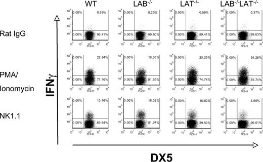 Figure 7. LAB−/− resting NK cells are hyperresponsive to NK1.1 stimulation, whereas LAB/LAT−/− NK cells are hyporesponsive. (A) Freshly purified DX5+ cells were isolated from spleens of the indicated strains. The cells were stimulated with rat IgG, anti-NK1.1, or PMA and ionomycin and assayed for intracellular IFNγ as in Figure 6. The data presented are representative of 3 independent experiments.