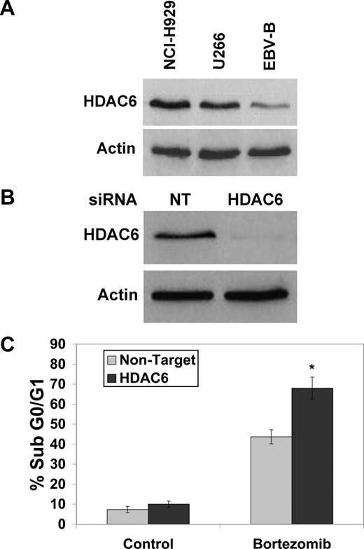 Figure 4. Knockdown of HDAC6 enhances bortezomib-induced apoptosis. (A) HDAC6 expression correlates with Myc expression in MM cell lines. HDAC6 expression was determined in MM cell lines and EBV-immortalized B cells by immunoblotting. (B,C) Knockdown of HDAC6 by siRNA sensitizes NCI-H929 cells to BZ-induced apoptosis. Cells were transfected with siRNA and knockdown was confirmed by immunoblotting. After exposure to siRNA, cells were treated with 5 nM BZ for 24 hours and apoptosis was measured by PI-FACS. Mean (n = 3), SD. * indicates a significant difference from nontarget siRNA–transfected cells treated with bortezomib, P < .05.